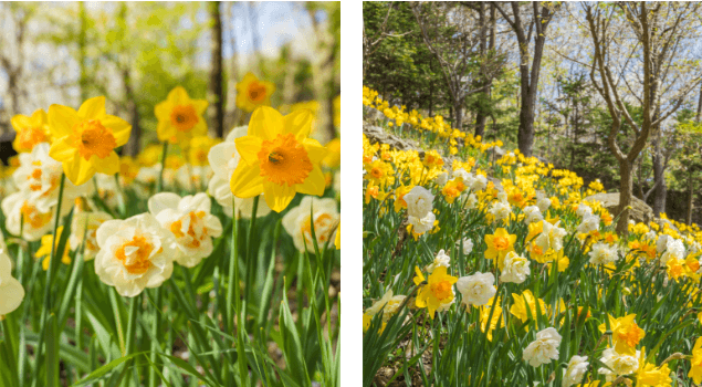 화담숲 단풍여행