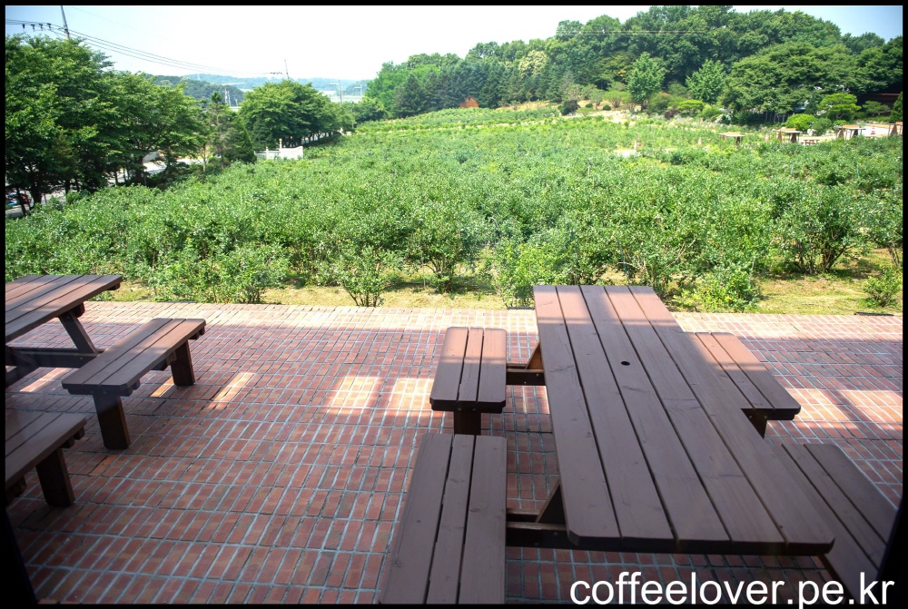 이천 가 볼만한 카페 더반올가닉