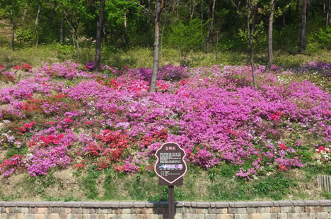강릉 솔향수목원