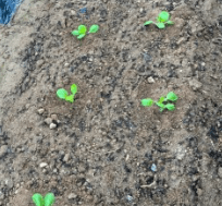 김장 배추 모종 심는 시기