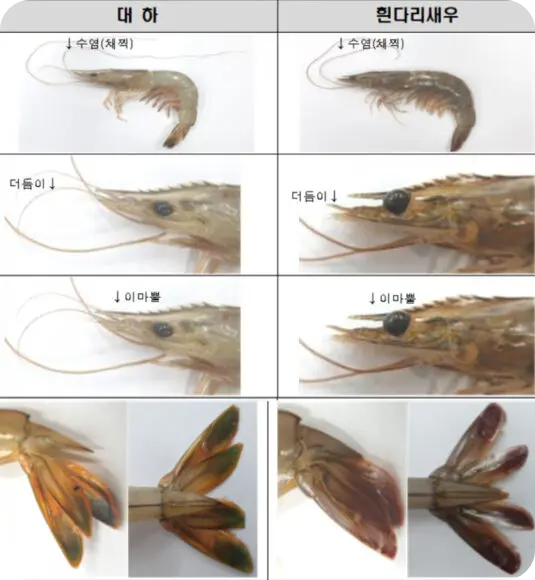 대하구별방법