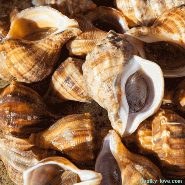 봄이 제철인 삐뚤이소라