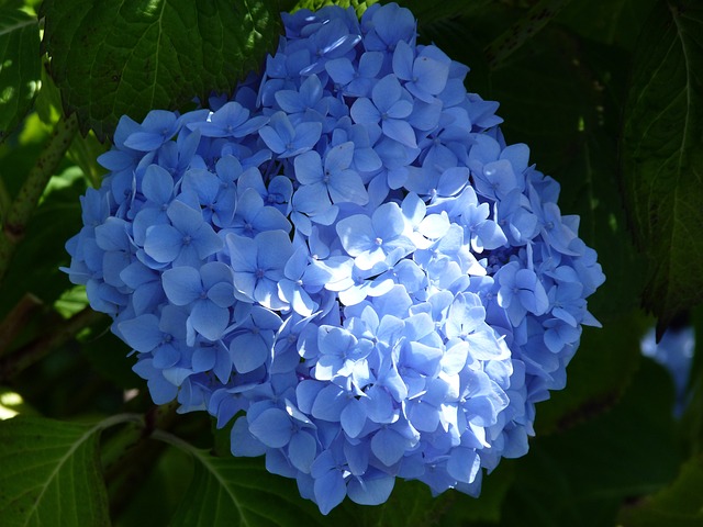 화담숲 가는 길 완벽 가이드🚗 주차부터 셔틀버스까지!