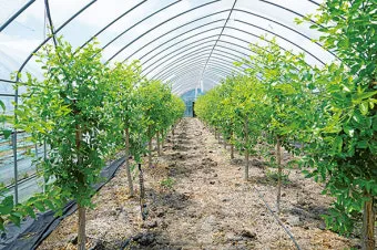 대추 재배 개화기 관리 봉지 씌우기 열매 터짐 예방_9