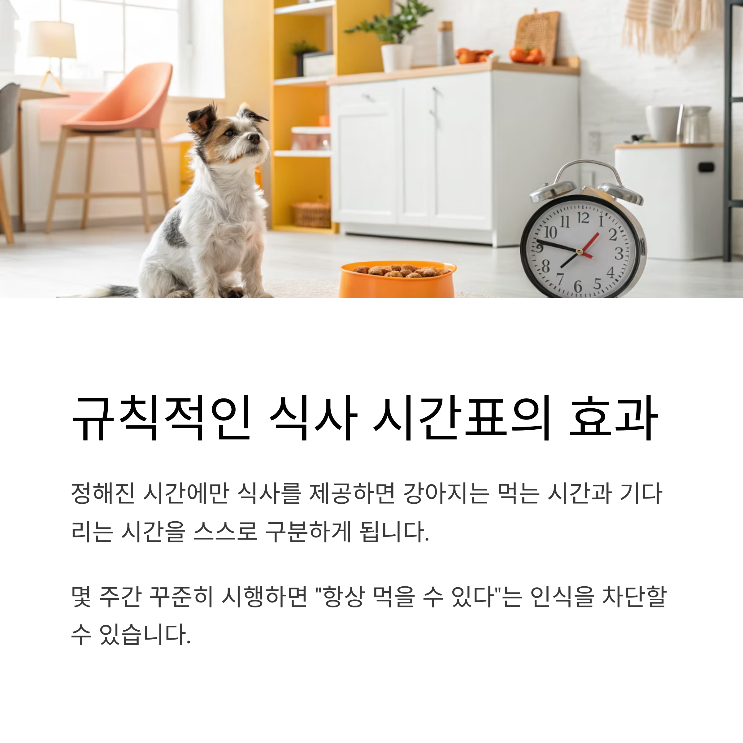 규칙적인 식사 시간표의 효과