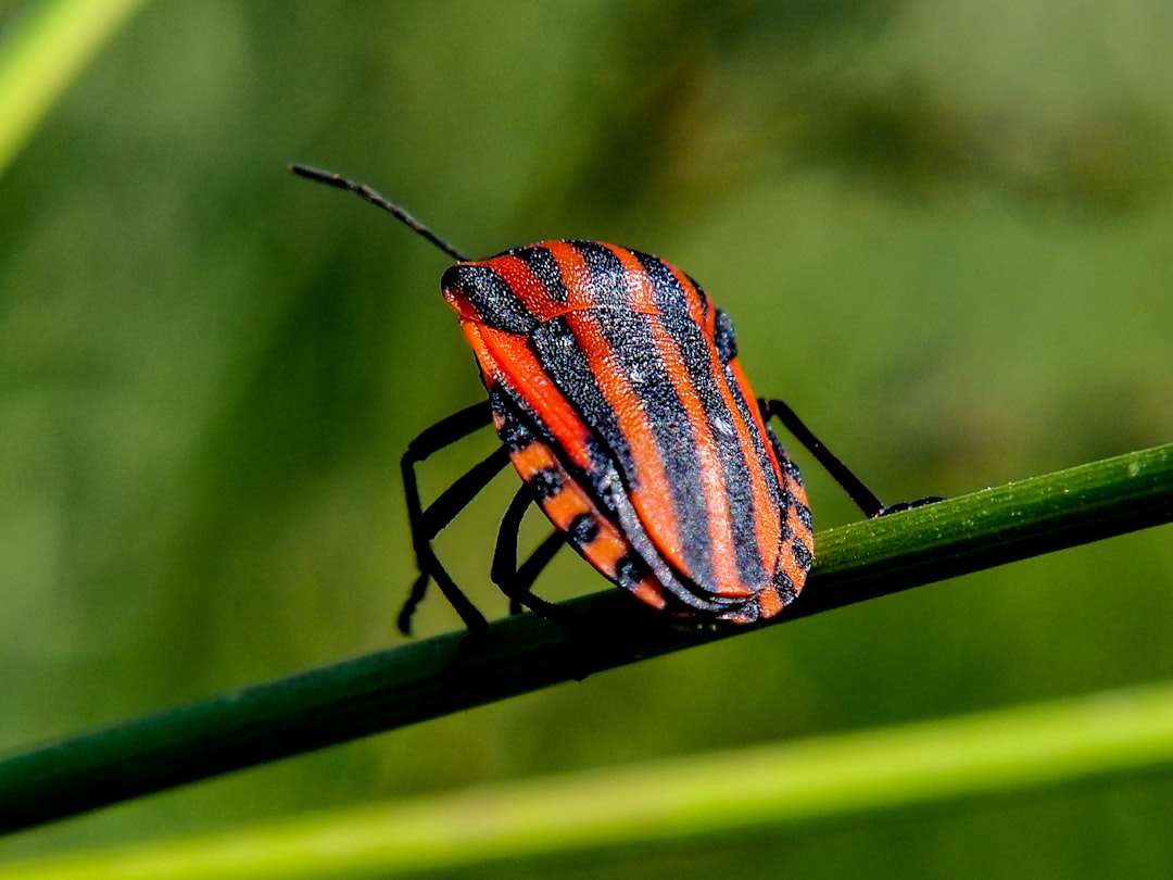 Insect.