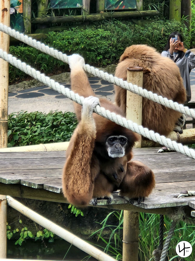 무언가-바라보는-흰손긴팔원숭이