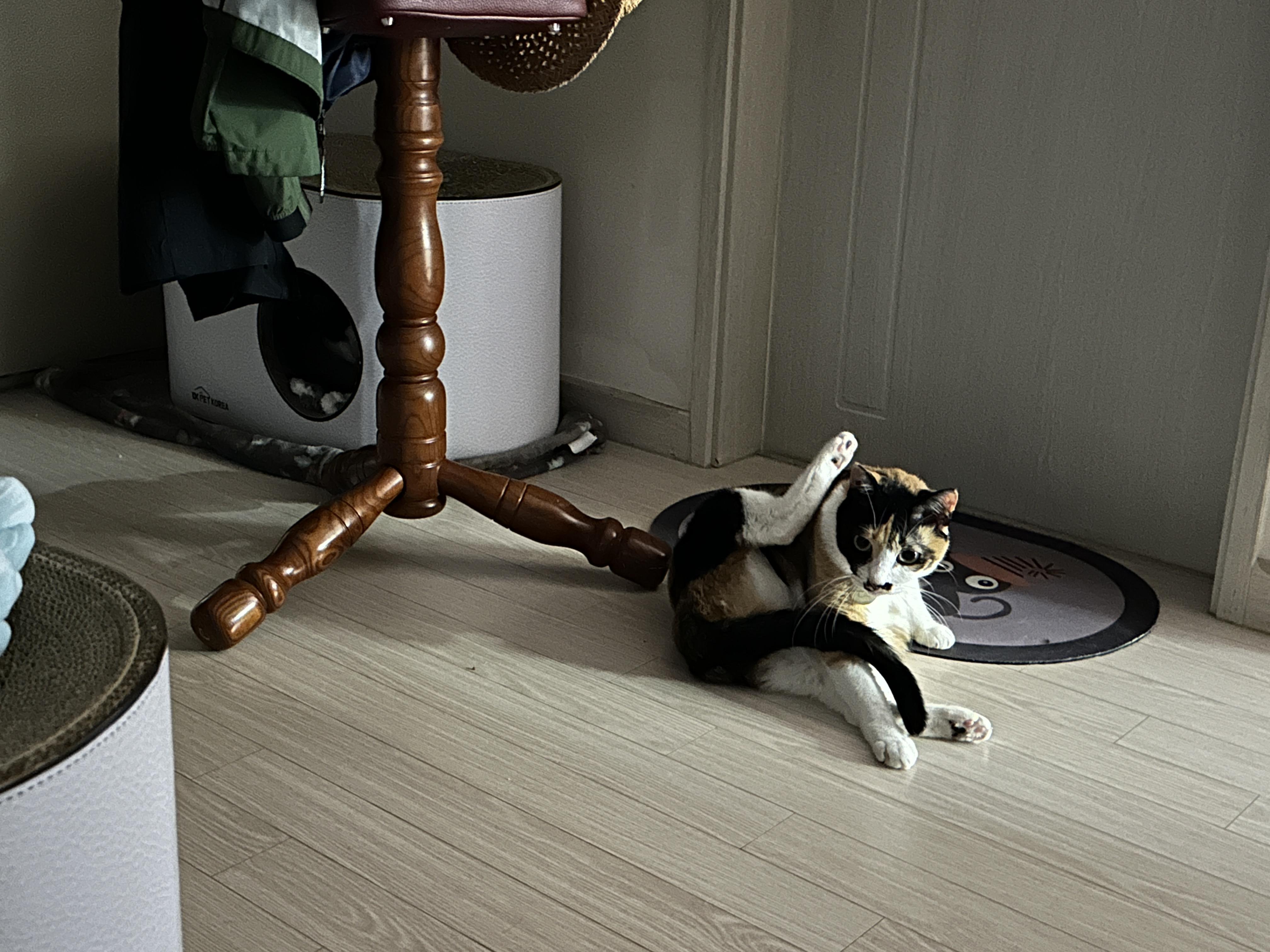 밤에도_여전히_요가자세로_그루밍하는_다다