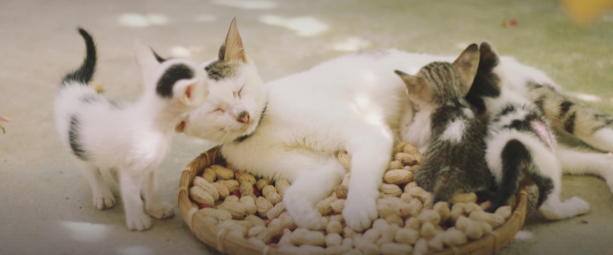 &ldquo;나는 괜찮다&rdquo;라고 말하는 한부모의 심리 구조 &ndash; 자기합리화와 생존 본능 사이