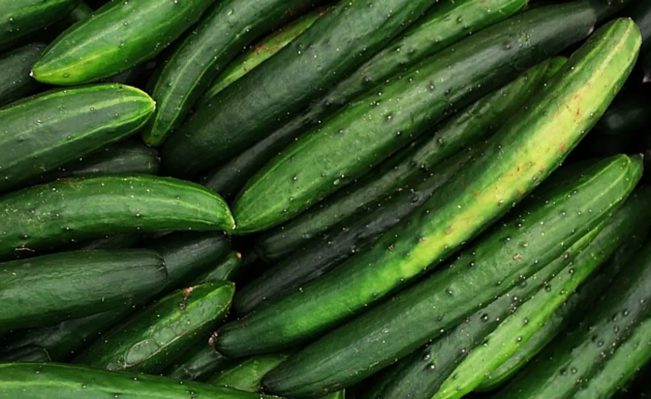 전통 오이지 담그는법