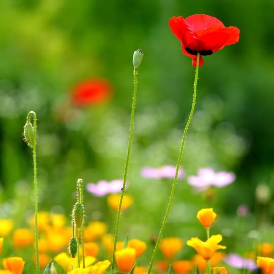 양귀비 파종시기