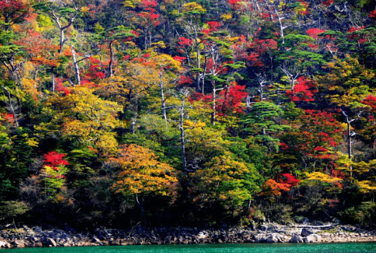 일본 단풍 여행