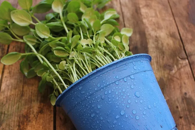 화분 노랗게 변함 원인 영양부족 과습해결 비료주기 조절 방법_5