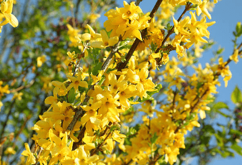 봄에 피는 꽃 순서