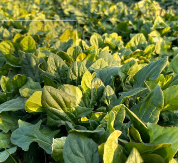 남해군 노지 시금치