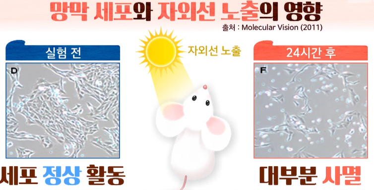 루테인, 지아잔틴 효능