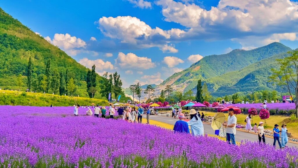 6월 강원도 여행 추천지_라벤더 축제