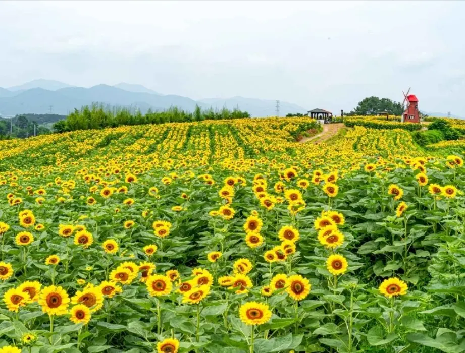 강주해바라기 축제