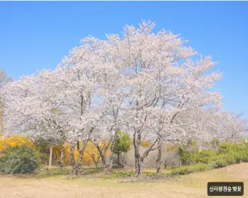 경주벚꽃축제_17