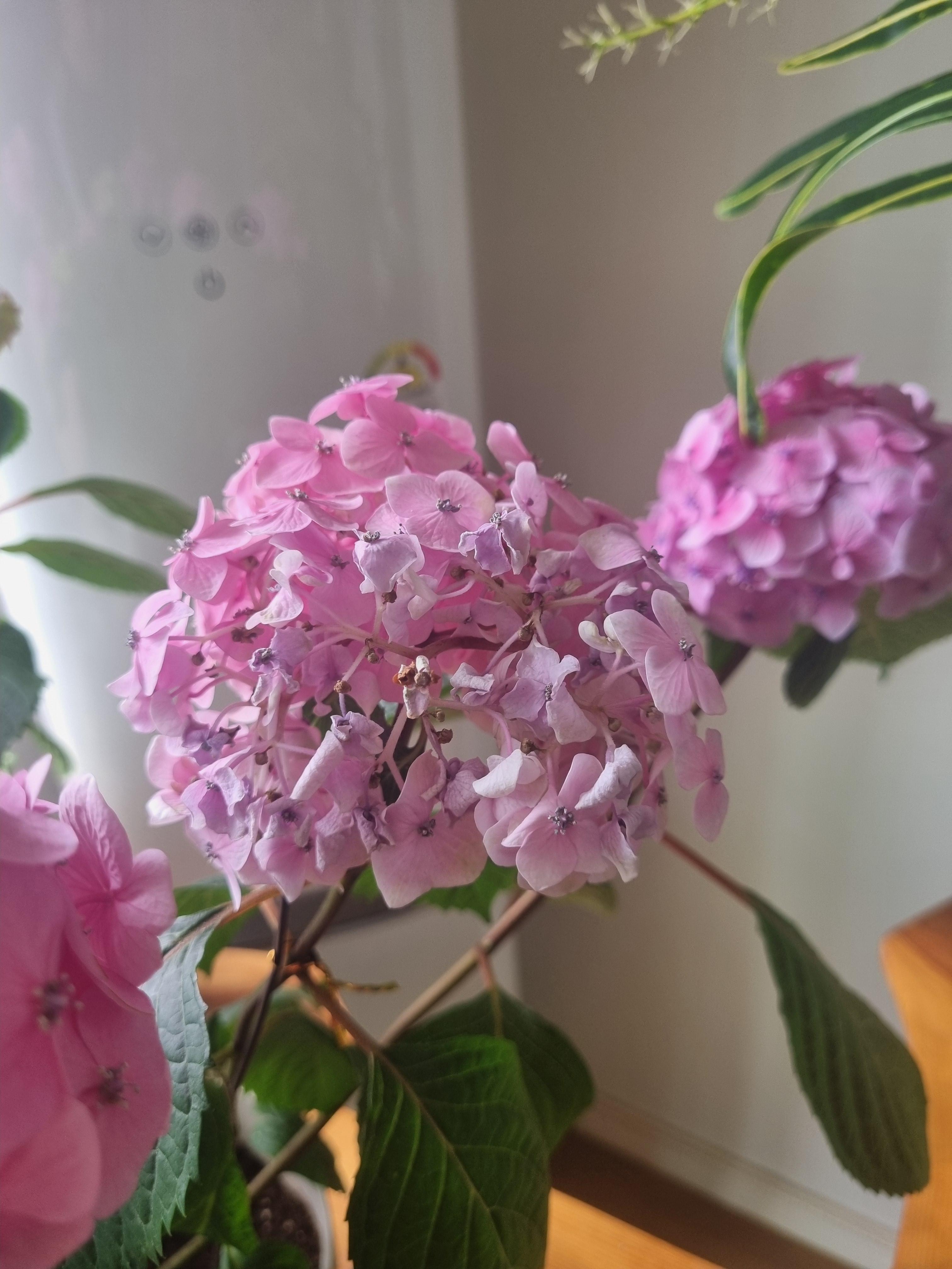 시들어가는 수국 꽃봉오리 1