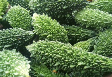 고혈압, 당뇨 잡아주는 여주 효능 총정리 (최신)