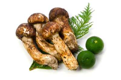 송이버섯 등급별 가격&amp;#44; 송이 등급 구분 방법