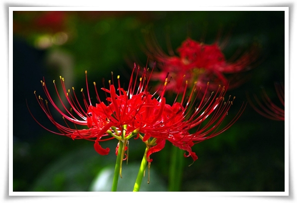 화초 "꽃무릇" 잎 없는 꽃, 가을 정원의 매혹적인 붉은 여왕!