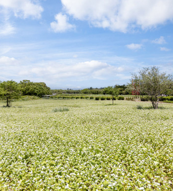 제주투어패스 구매&#44; 예약&#44; 사용방법