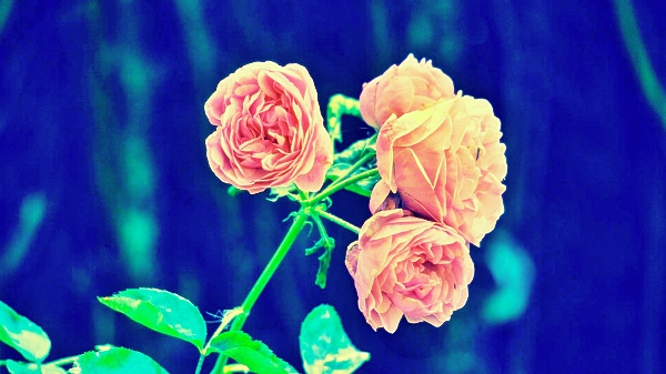 생리하는 꿈