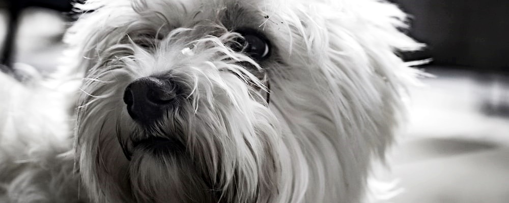 새끼 강아지 목욕 5