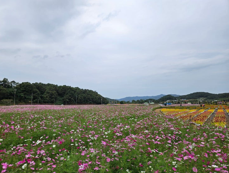 화순 고인돌 가을꽃축제1