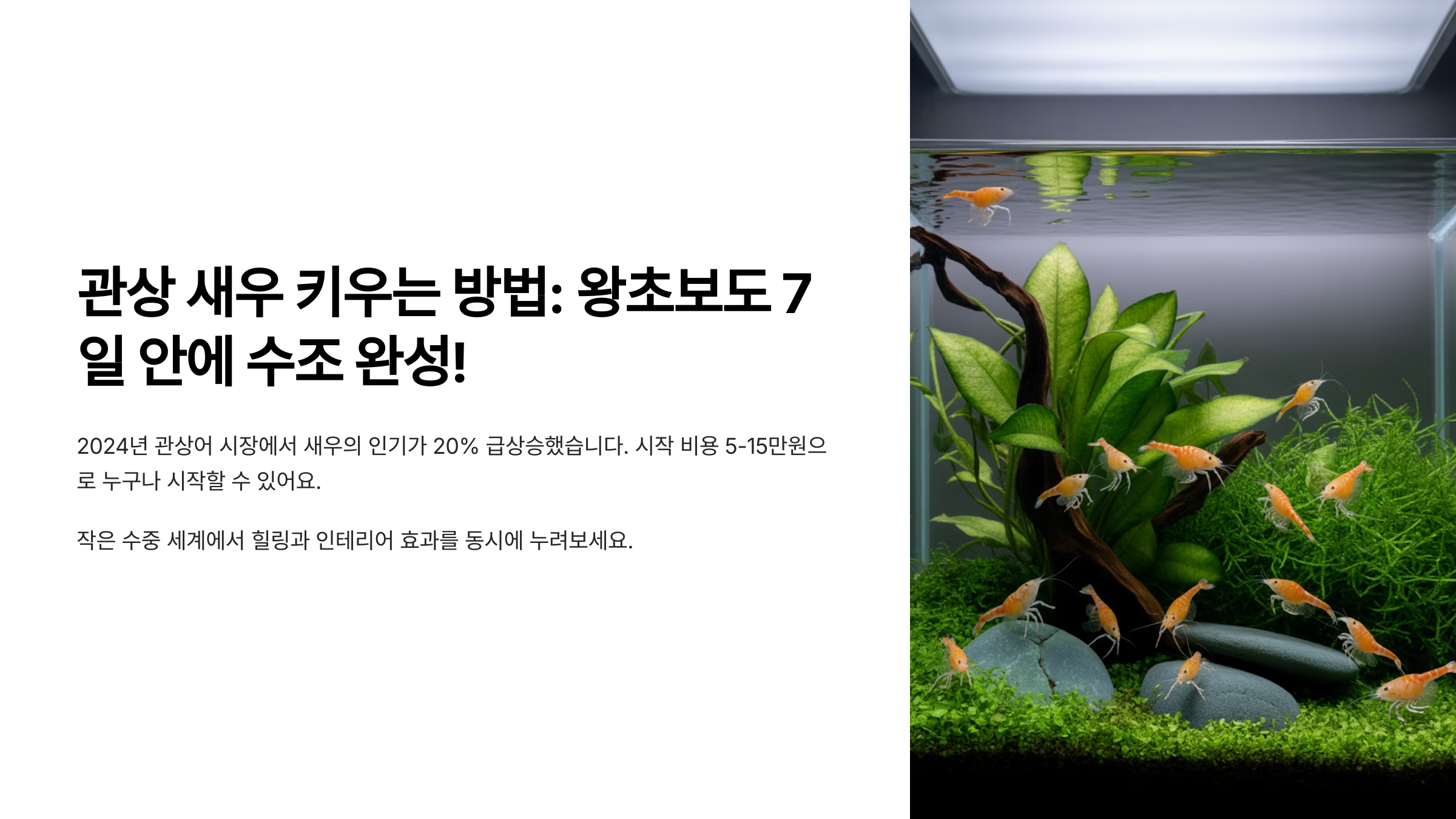 관상 새우 키우는 방법 수조 완성
