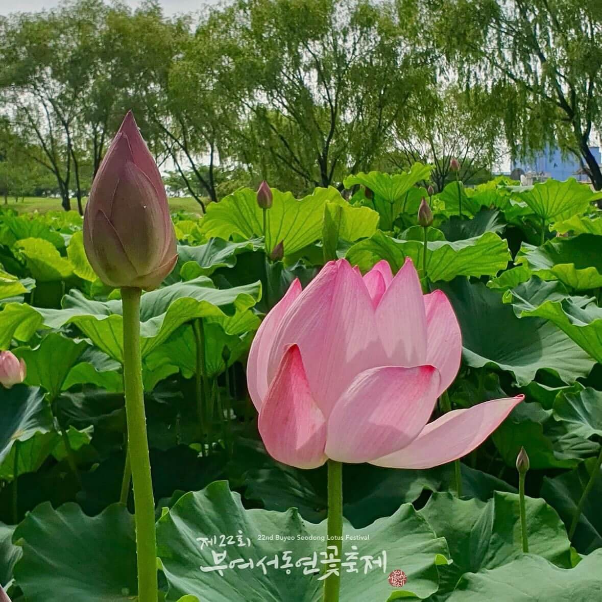 부여 궁남지 연꽃축제
