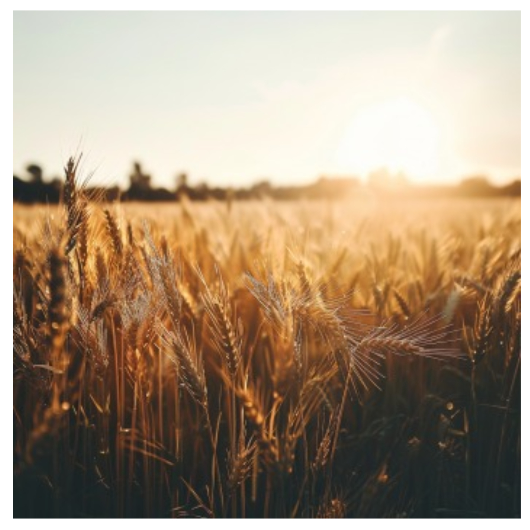 폴리코사놀 효능