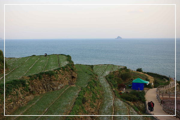 남해 다랭이논 이미지