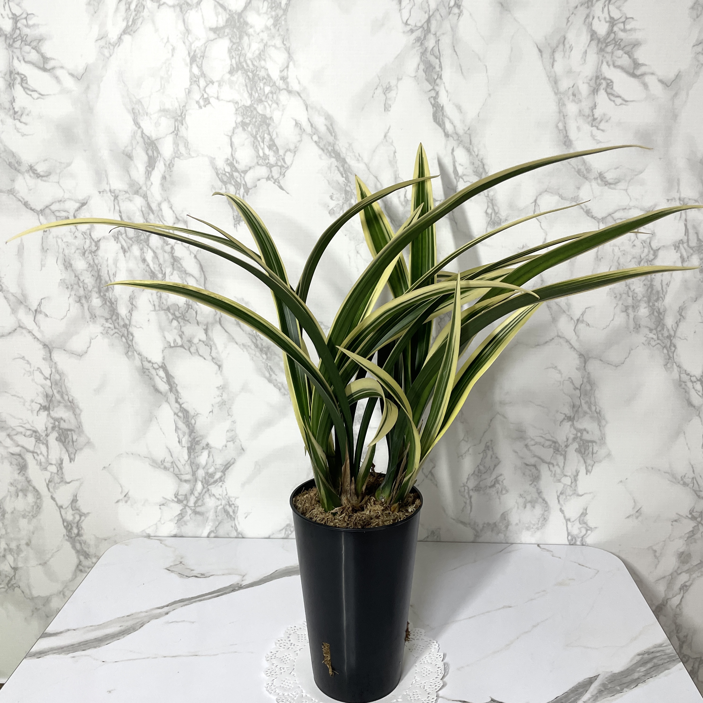 동양 난 키우는 방법 물 주는 방법