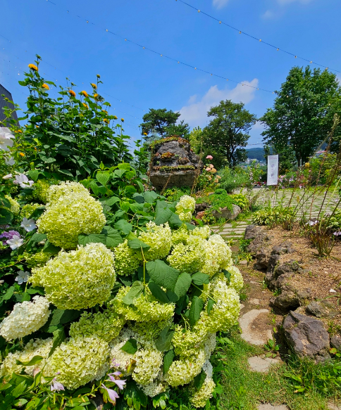 화수목 정원 수국 사진