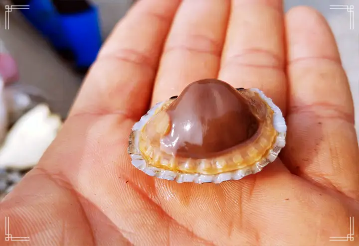 6시내고향 전남 보성 꼬막 파는 곳 전국 택배 온라인 전화 주문 추천 