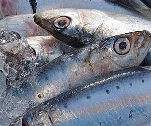 혈관에 좋은 음식 정어리