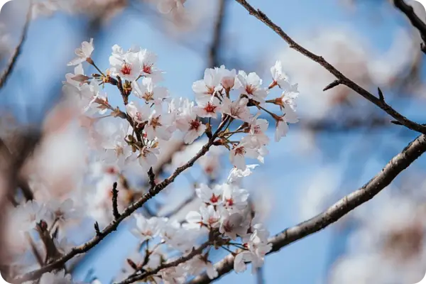 목포 유달산 봄축제