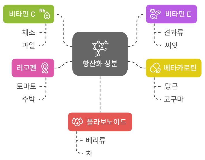 항산화 성분의 역할과 중요성