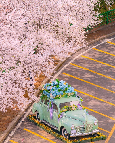 봄-벚꽃 축제-일정-대구 경남