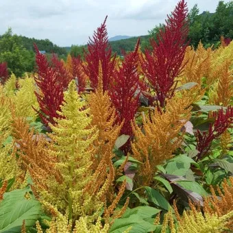 아마란스 재배 직파 요령 잎과 곡립 겸용 수확_5