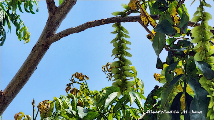 중국굴피나무(Celtis sinensis), 동의보감에도 수록된 약용 나무