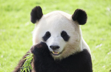 판다