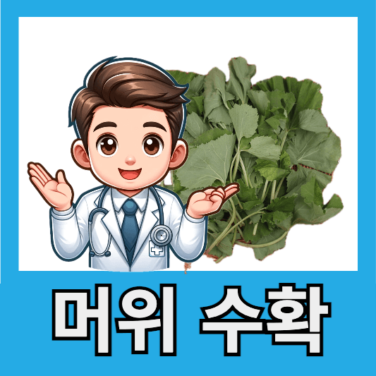 머위 수확 시기