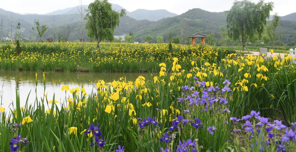 [5월 축제]창포원❘2025 거창에 온 봄 축제, 아리미아꽃축제,거창한 산양삼 축제