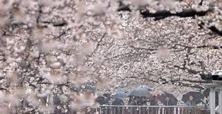 제 15회 옥산 옥려봉 진달래꽃 십리길 축제 기본일정과 프로그램 소개