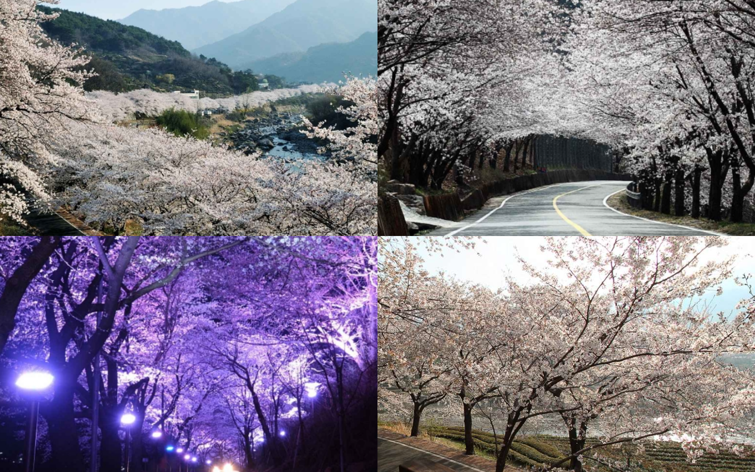 하동 십리벚꽃길 개화시기