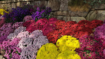 단풍명소_화담숲_하경정원